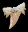 Unusual Serratolamna Fossil Shark Tooth #3413-1
